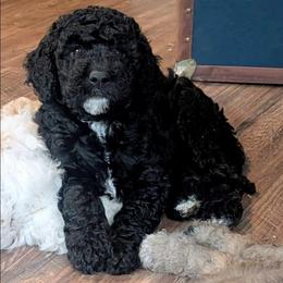 Ginny - Black female Sheepadoodle puppy in Austin, Texas from Darling Doodles