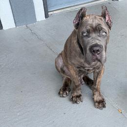 Thor - Gray brindle male Cane Corso puppy in Bolivia, North Carolina from 336 Cane Corso