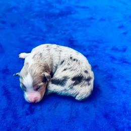 Sugar - Red merle female Australian Shepherd puppy in Williston, Florida from Over The Rainbow Aussies