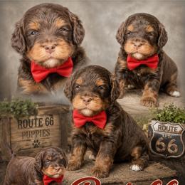 Boy 3, Buckeye - Phantom male Bernedoodle puppy in Delphos, Ohio from Route 66 Poodles & Doodles, Sapphire Shih-tzu's of Ohio