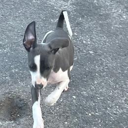 Italian Greyhound Puppies from Fisher Link