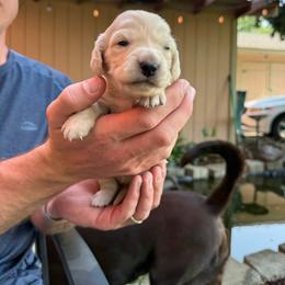 Cream Boy 2 - Cream male Dachshund puppy in Walla Walla Valley, Oregon from English Cream Dachshunds
