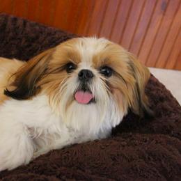 Shih Tzu Puppies from Phoenix Shih Tzu