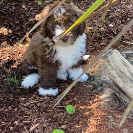 Aussiedoodle Puppies from Abbott Family Farm
