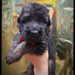 Cinnamon - Black and tan male German Shepherd puppy in Fort Jennings, Ohio from Von Holtzapple German shepherds