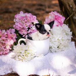 Teeny tiny  Sophie - charting 2 lb - Black and white female Chihuahua puppy in Jacksonville, Florida from Petits Chihuahuas