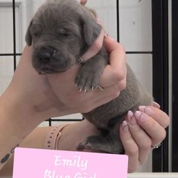 Emily - Blue female Great Dane puppy in Longview, Texas from Lazy A Danes