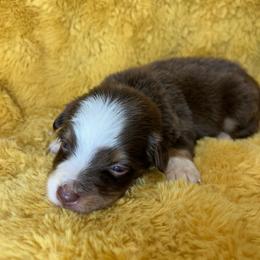 Girl 3 - Red tri female Miniature Australian Shepherd puppy in Hokes Bluff, Alabama from Alegria Toy Aussies