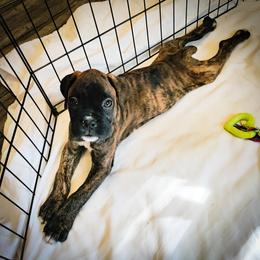 Boxer Puppies from Boxer Boulevard