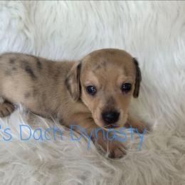 CHIP 3500 - Cream male Dachshund puppy in Gatesville, Texas from CJ's Dach Dynasty