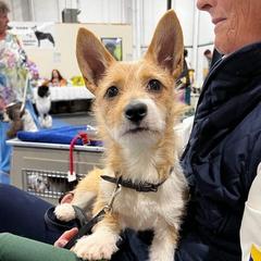 Portuguese Podengo Pequenos from Prestwick