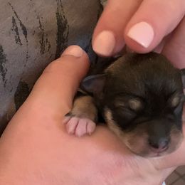 Girl 2 - Miniature Schnauzer puppy in Hull, Georgia from Ardent Miniature Schnauzers of Athens