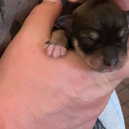 Girl 2 - Miniature Schnauzer puppy in Hull, Georgia from Ardent Miniature Schnauzers of Athens