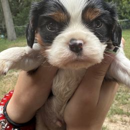 Dale - Tri-color male Cavalier King Charles Spaniel puppy in Spring Hill, Florida from Wonderland Cavaliers