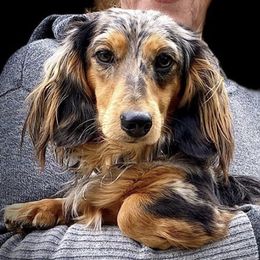 Finn - Dachshund