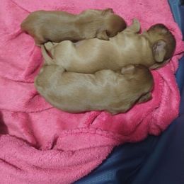 Girl 2 - Ruby Cavalier King Charles Spaniel puppy in Silsbee, Texas from Grace Cavalier Kingdom