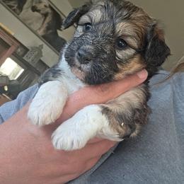 Spud - male Corgipoo puppy in Ellensburg, Washington from Dawn to Dusk Cockapoos