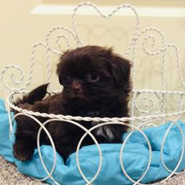Boxer and Shih Tzu Puppies from Tess Busch