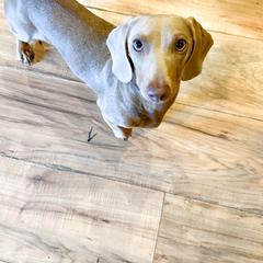 Isabell - Dachshund