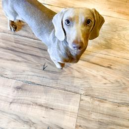 Isabell - Dachshund