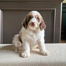 Canyon - Chocolate merle male Bernedoodle puppy in Tulsa, Oklahoma from The Poodle Co. Raising Doodles & Poodles