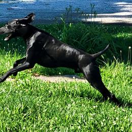 German Shorthaired Pointer Puppies from H LAVA C Pointers