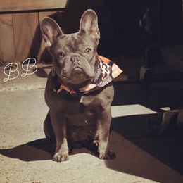 BB - French Bulldog