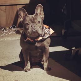 BB - French Bulldog