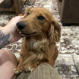 Louie - Dachshund