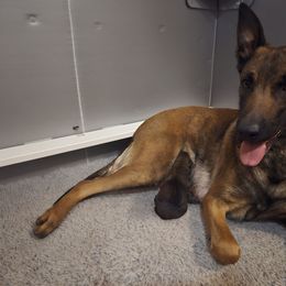 Belgian Malinois puppies from Torgun Police Dogs