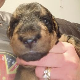 Mr. Brown - Black and tan male Airedale Terrier puppy in Trinity, Florida from Black Opal