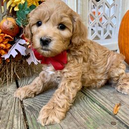 Schnoodle Puppies from Growing Puppies