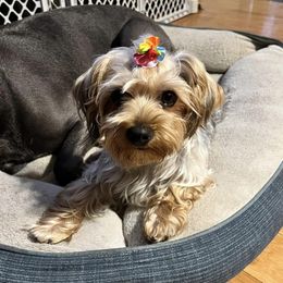 Yorkshire Terriers from Elizardo Yorkies