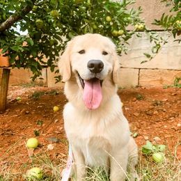 Golden Retrievers from Jennifer Morasco