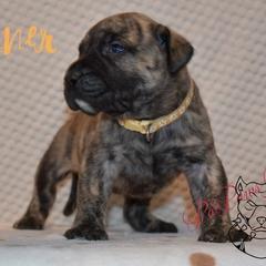 Gunner - Tiger male Perro de Presa Canario puppy in El Paso, Texas from PaPaws Gotta Love It Kennels