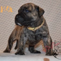 Gunner - Tiger male Perro de Presa Canario puppy in El Paso, Texas from PaPaws Gotta Love It Kennels