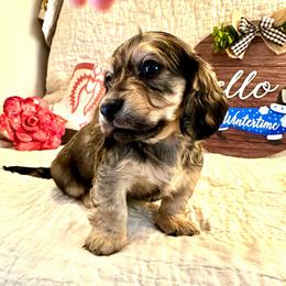 Queso - Cream male Dachshund puppy in Hensley, Arkansas from The Dachshund Barn