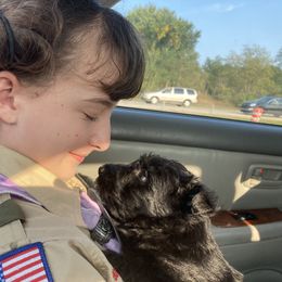 Scottish Terrier Puppies from Carnes Croft Scotties
