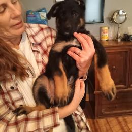 German Shepherd Puppies from duke akc shepherds