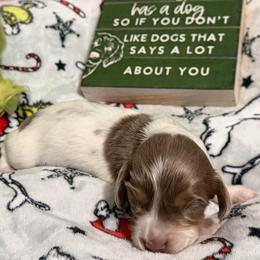 Akc - Piebald female Dachshund puppy in Erie, Michigan from Champagne’s Grinch Toe’d Dachshunds