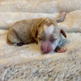 Logano (Teddy) - Buff and white male Cockapoo puppy in Marietta, South Carolina from River Falls Cockapoos