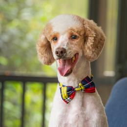 Cooper - Poodle