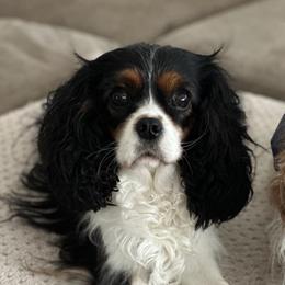 Brisa - Cavalier King Charles Spaniel