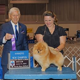 Maxim - Pomeranian