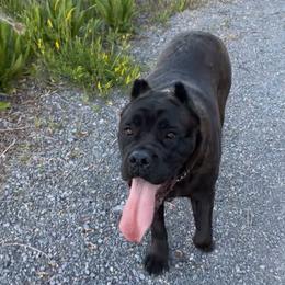 Nirvana - Cane Corso