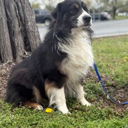 Axel - Miniature American Shepherd