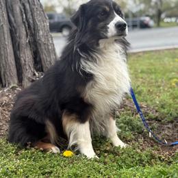Axel - Miniature American Shepherd