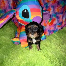 Treasure - Black and tan female Cavalier King Charles Spaniel puppy in Broken Arrow, Oklahoma from Cavalier King Charles Heartland