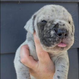 CYNDI  merle tan or brindle point - Merle female Great Dane puppy in Port Clinton, Ohio from LakeSide Danes