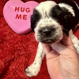Habanero - Black and white male English Springer Spaniel puppy in Madison, Indiana from McCollough's Pawsome Spaniels and Danny's Delightful Dachshunds
